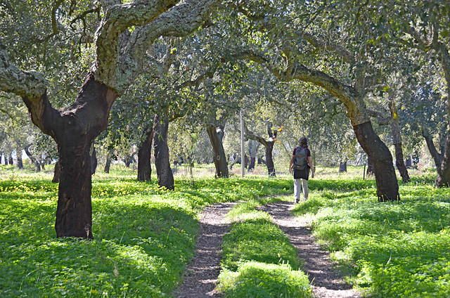 Walking in the cork forest, Palmela, Portugal