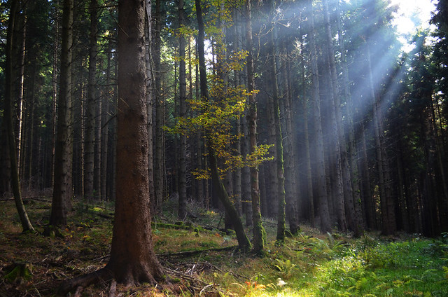 In the Black Forest, Germany