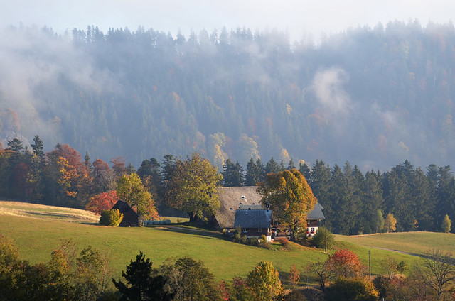 Early morning in the Black Forest, Germany
