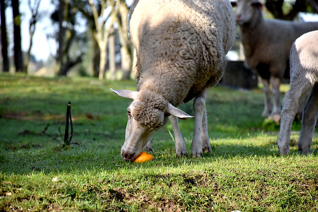Sheep eating an orange