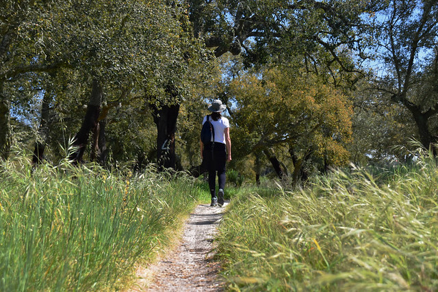 Walking in the cork forest