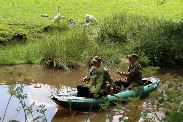 Kayak and swans, Monmouthshire and Brecon Canal, Wales