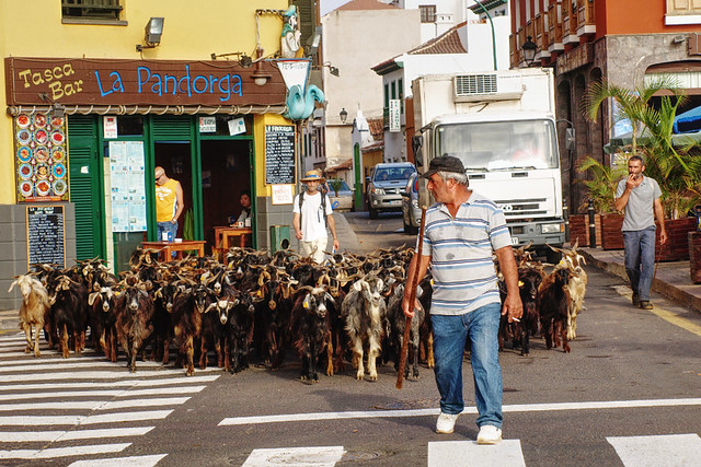 Slow Travel, goats in Puerto de la Cruz, Tenerife