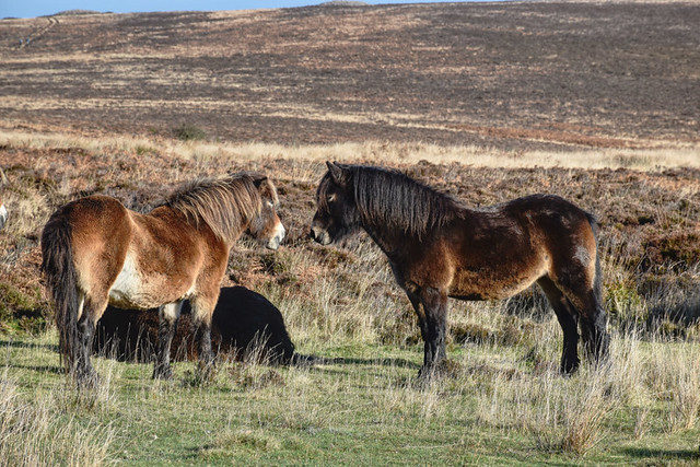 Exmoor ponies on Dunkery Hill, Somerset