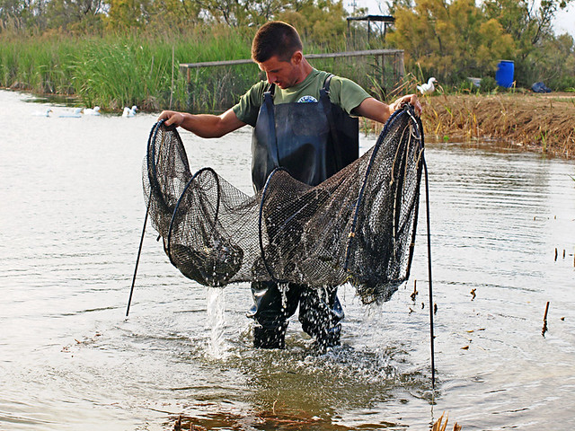 Fishing on the Delta del Ebro, Catalonia