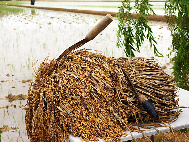 Rice at the Delta del Ebro, Catalonia