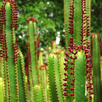 Gran Canaria's Jardín Botánico Canario Viera y Clavijo