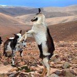 Goats, Fuerteventura
