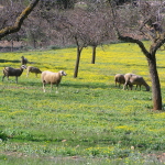 Sheep grazing in Ibiza valley