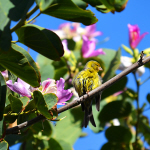 Canary bird in an orchid tree