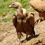 Griffon Vulture in Catalonia